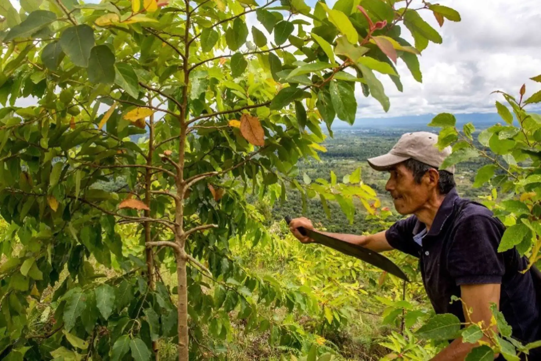 Foto: ANDINA/DifusiónCerca de 13,000 productores agropecuarios se benefician con mayores ingresos. ANDINA/Difusión