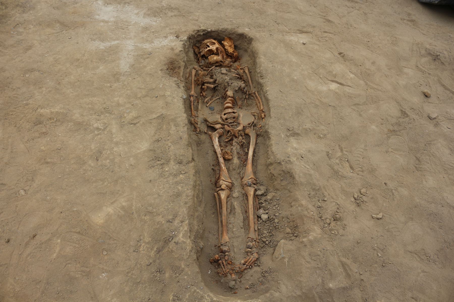 Un equipo de arqueólogos peruanos halló restos de alrededor de 250 niños y 40 guerreros sacrificados entre los siglos XIII y XV en el distrito de Huanchaco, provincia de Trujillo. Foto: Cortesía/ Luis Puell