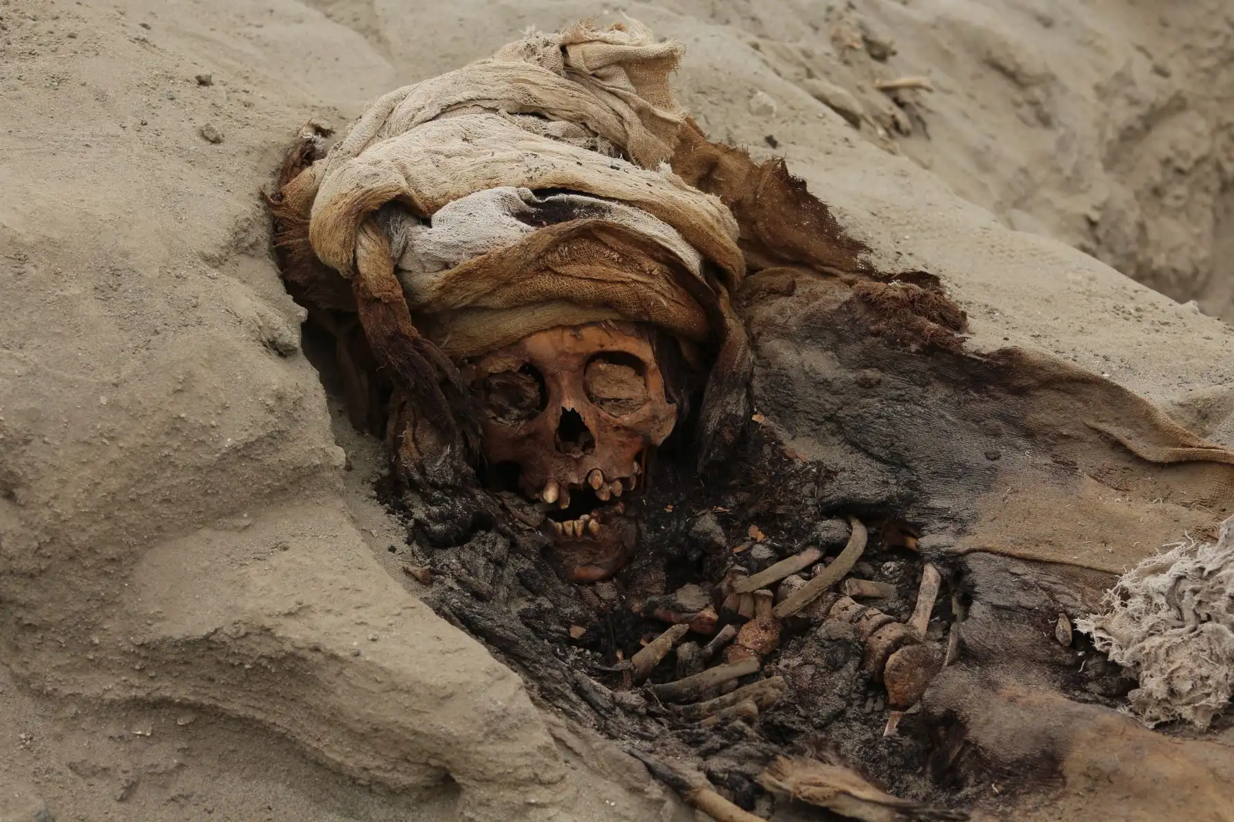 Investigaciones preliminares dieron cuenta de que los restos habrían sido sacrificados debido a las huellas encontradas en sus cuerpos, presentan cortes en los laterales del tórax. Foto: Cortesía/ Luis Puell