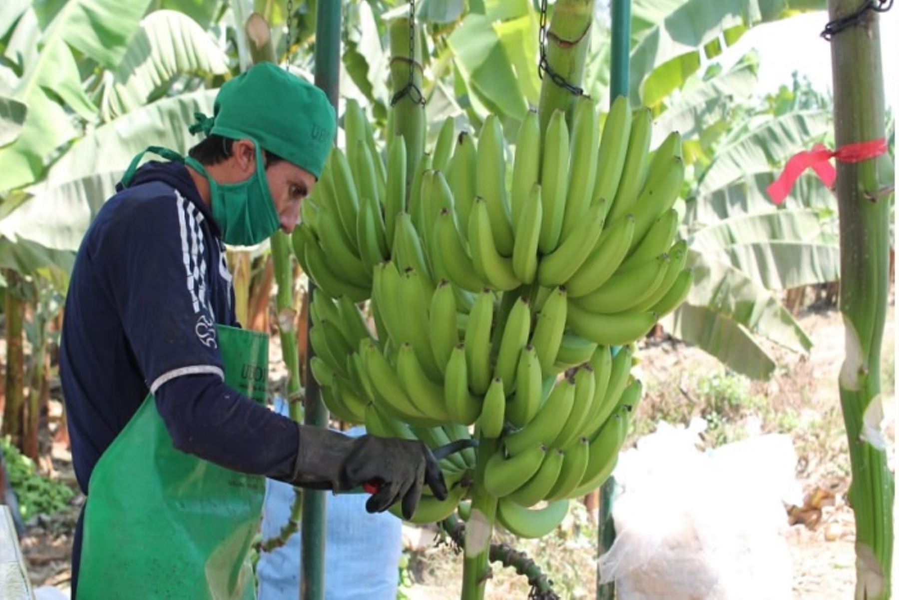 Sembrarán 25 nuevas hectáreas de banano orgánico en el valle de Olmos, en Lambayeque. ANDINA/Difusión