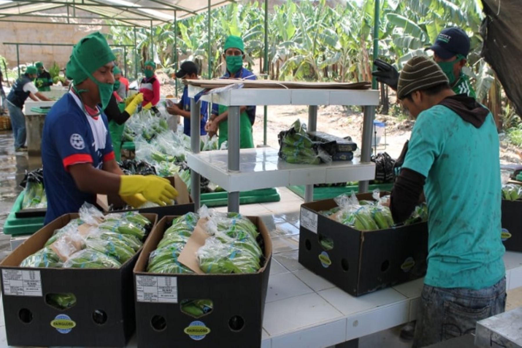 La agroindustria es uno de los principales generadores de empleo en Piura. Foto: ANDINA/difusión.