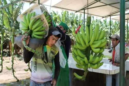 La agricultura, en especial la agroexportación, es una de las actividades con mayor dinamismo que impulsa el crecimiento económico de Piura.