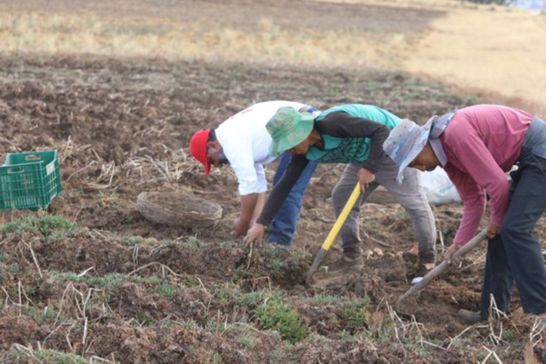 La agricultura familiar promueve una producción limpia que conserva los recursos naturales. Foto: ANDINA/Difusión