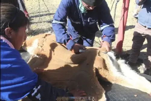 Más de 3,000 turistas nacionales y extranjeros congregó el I Festival Ecoturístico Chaccu de Vicuñas Huachocolpa 2019, y además generó un impacto económico de más de 198,000 soles para este distrito huancavelicano y la comunidad Huanacopampa.
