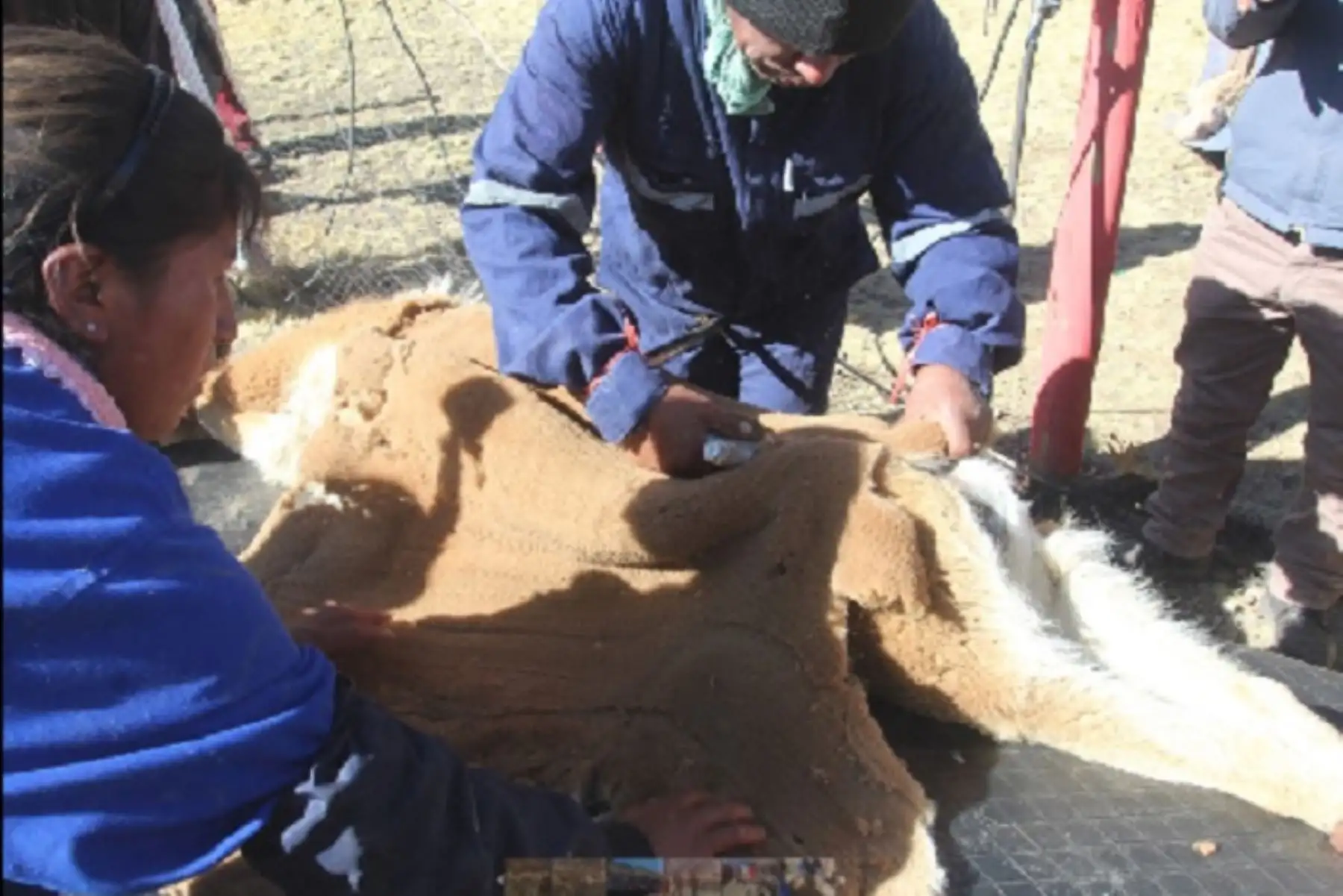 Más de 3,000 turistas nacionales y extranjeros congregó el I Festival Ecoturístico Chaccu de Vicuñas Huachocolpa 2019, y además generó un impacto económico de más de 198,000 soles para este distrito huancavelicano y la comunidad Huanacopampa.