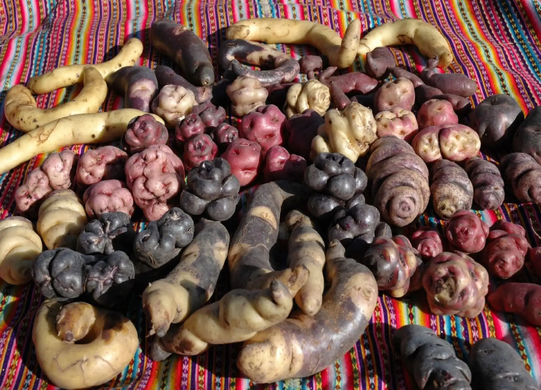 Perú promoverá papa, sacha inchi, maca, cacao y granos andinos en China. Foto: difusión.