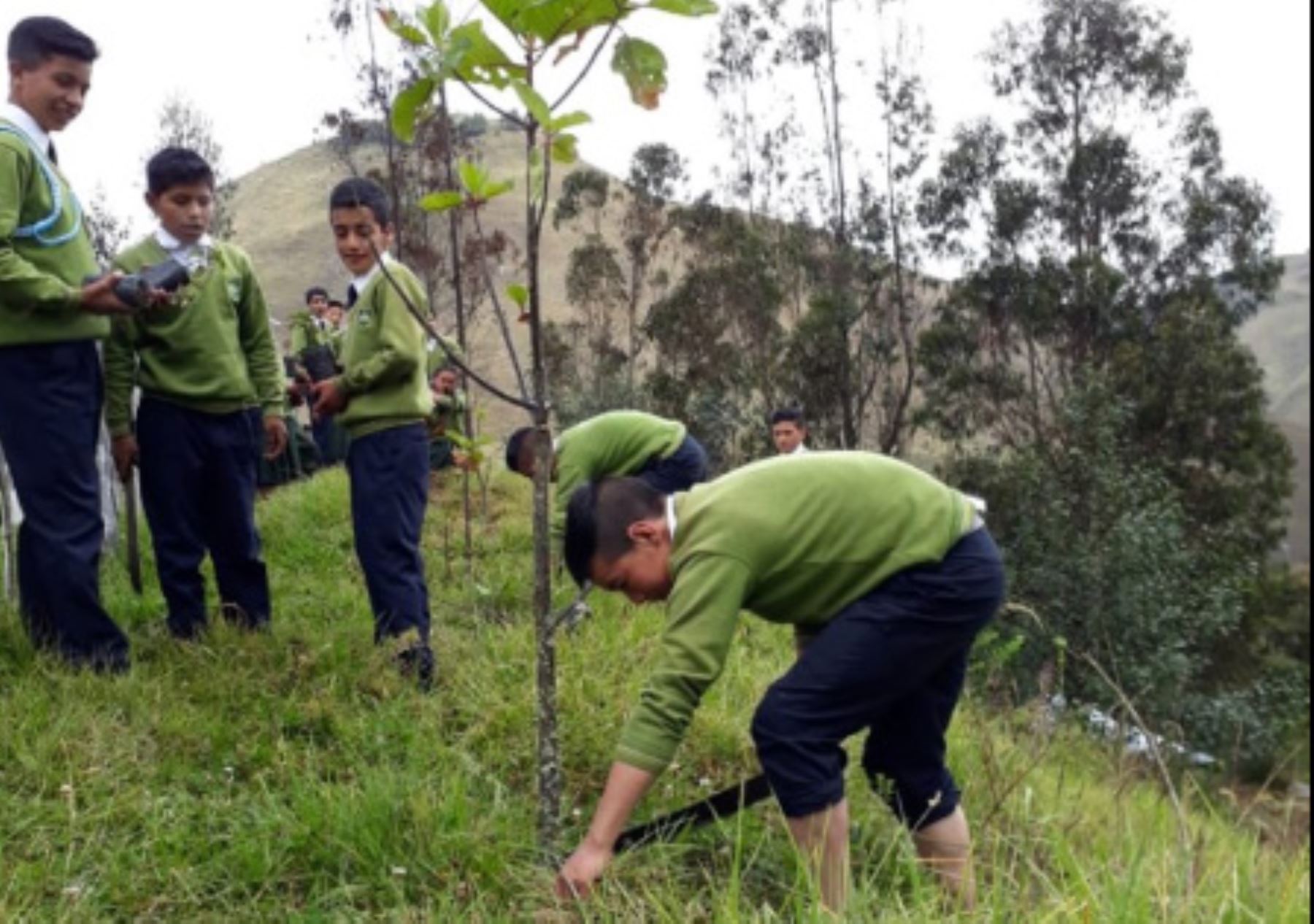 Cajamarca: impulsan reforestación para salvar al árbol de la quina en Cutervo.
