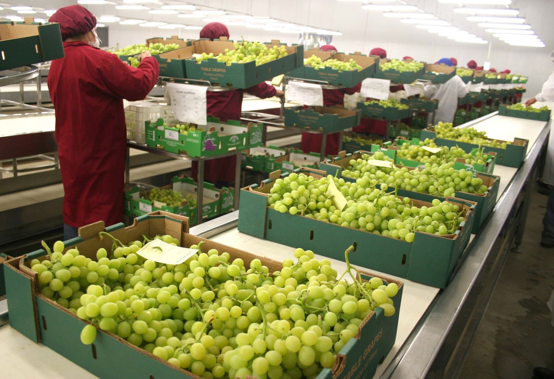 Exportaciones de uva fresca. ANDINA/Difusión