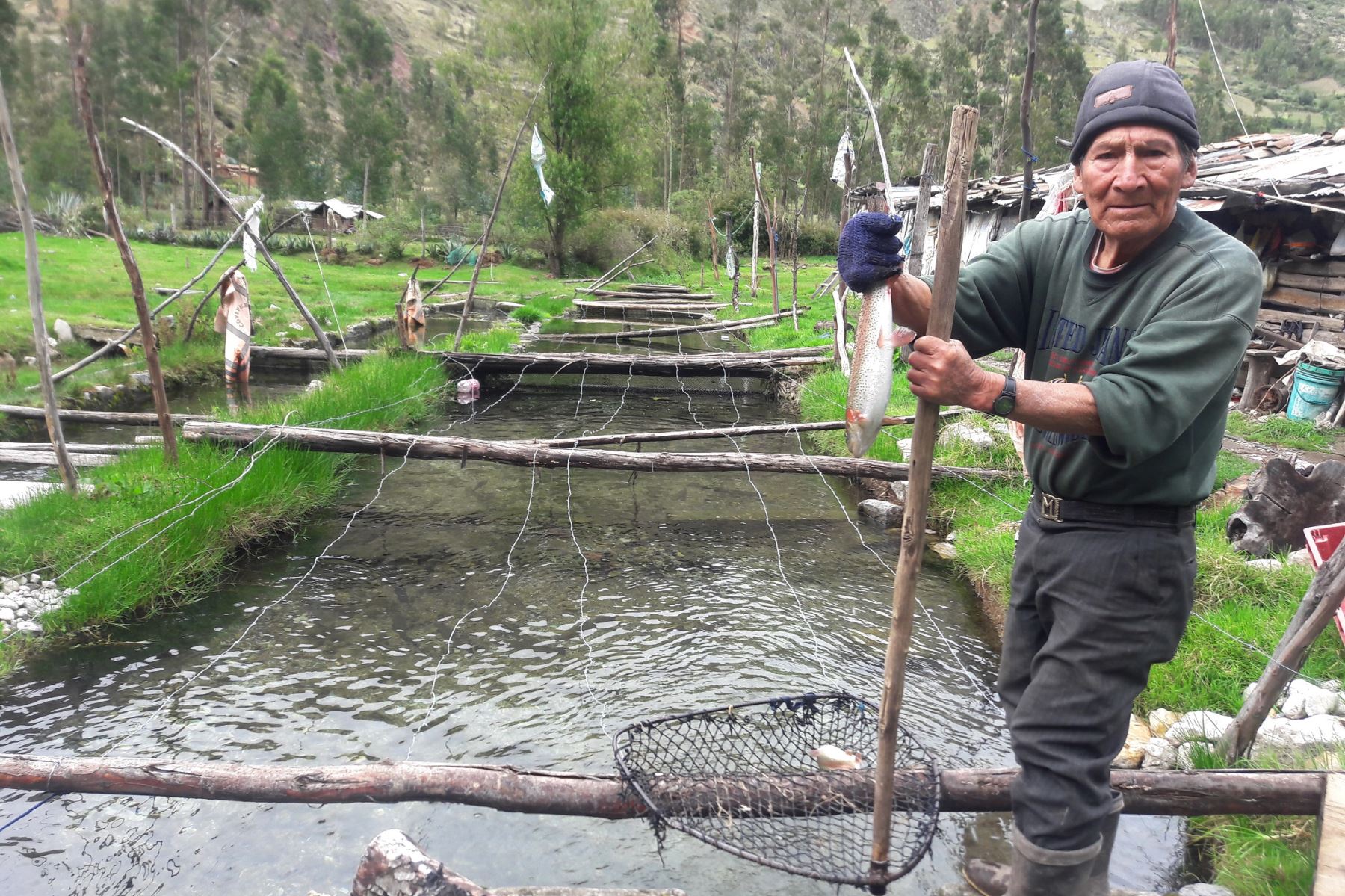 Usuarios del programa Pensión 65 de las regiones de Huancavelica, Pasco, Cajamarca y San Martín se insertan a la cadena productiva como pequeños emprendedores. Foto: Pensión 65