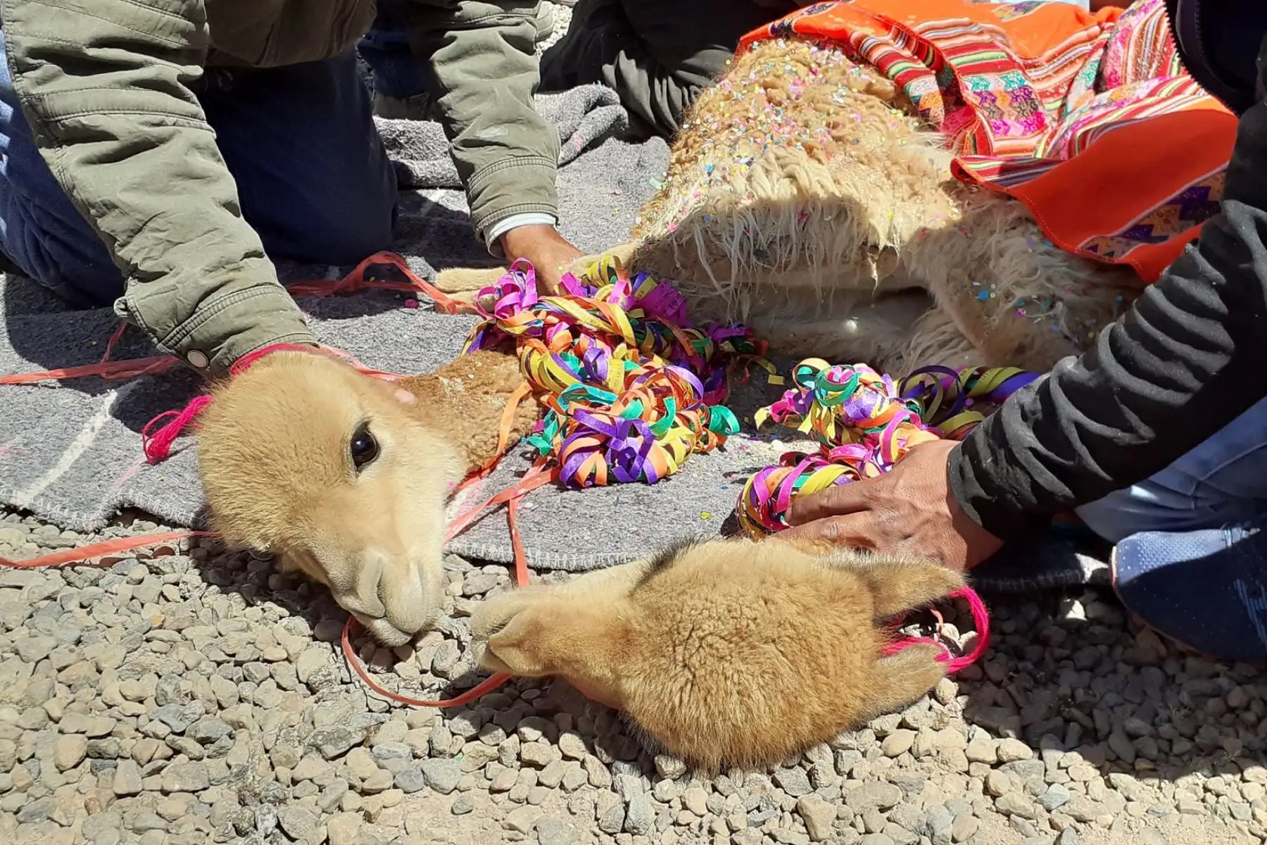 La comunidad campesina de San Juan de Tarucani en la Reserva Nacional de Salinas y Aguada Blanca, región Arequipa, será escenario de la gran fiesta del Chaccu 2019 este 10 y 11 de setiembre.Foto.ANDINA/SERNANP La comunidad campesina de San Juan de Tarucani en la Reserva Nacional de Salinas y Aguada Blanca, región Arequipa, será escenario de la gran fiesta del Chaccu 2019 este 10 y 11 de setiembre.Foto.ANDINA/SERNANP
