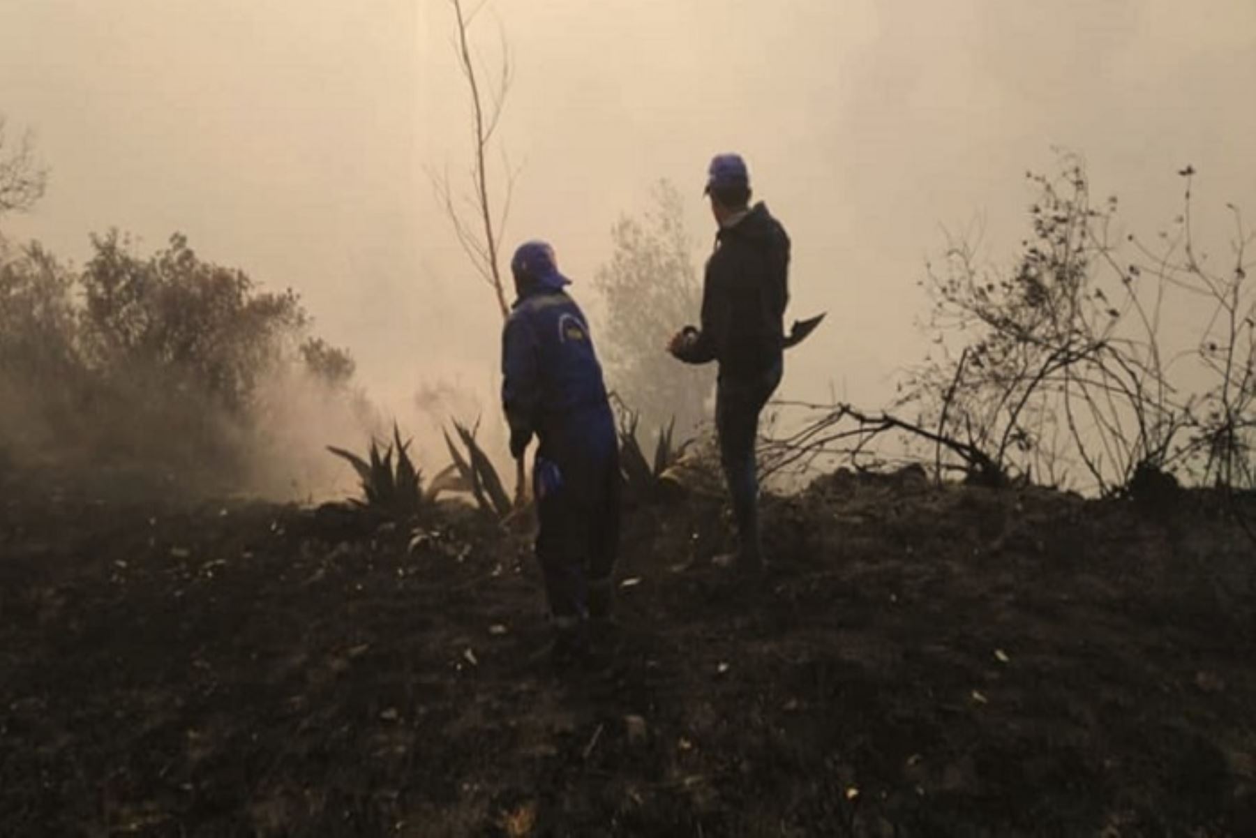 Un incendio forestal destruyó más de 30 hectáreas de plantaciones, árboles de eucalipto y pastizales en el distrito de Chacayán, provincia de Daniel Alcides Carrión, región Pasco, reportó la plataforma distrital de Defensa Civil.