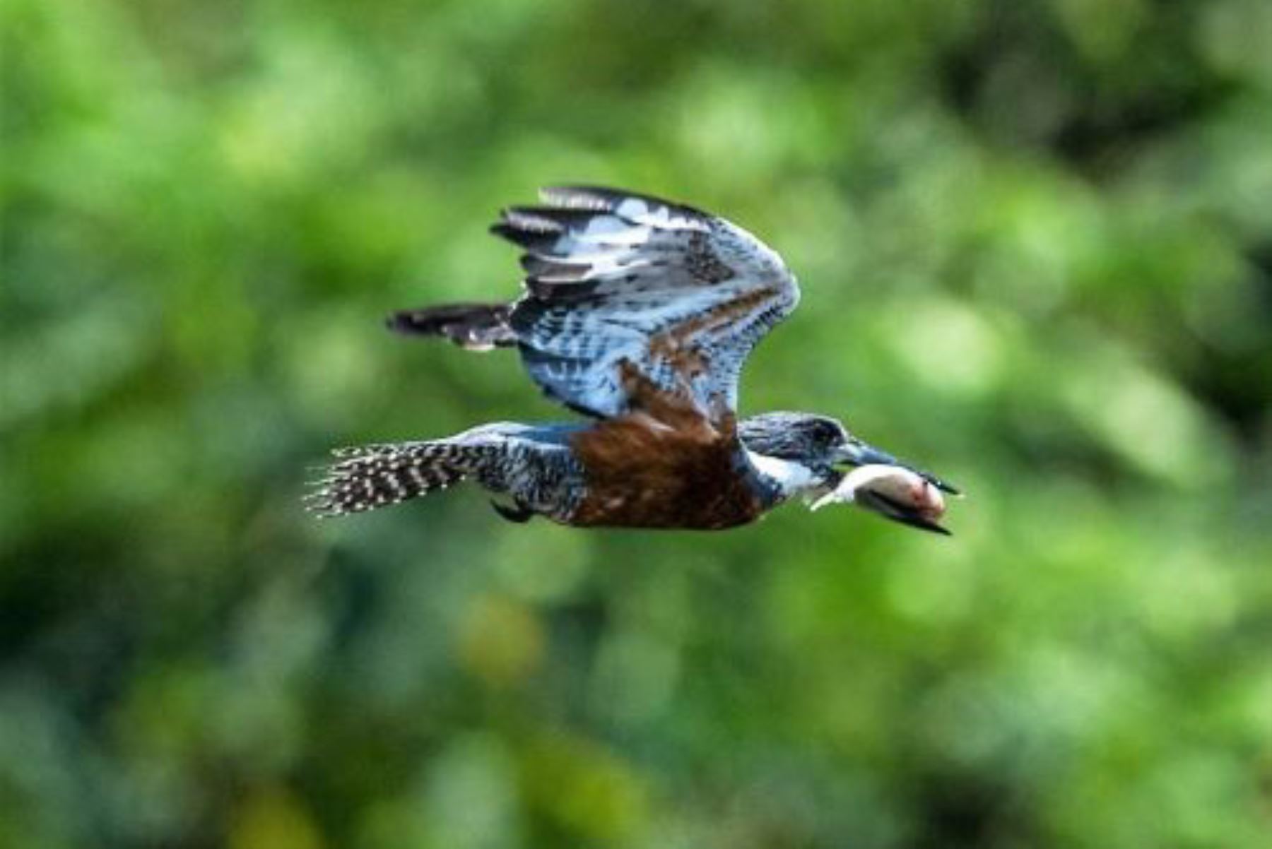 La región Amazonas ostenta una gran diversidad biológica que se conserva en sus áreas naturales protegidas. La fauna está representada por una gran variedad de aves endémicas.
