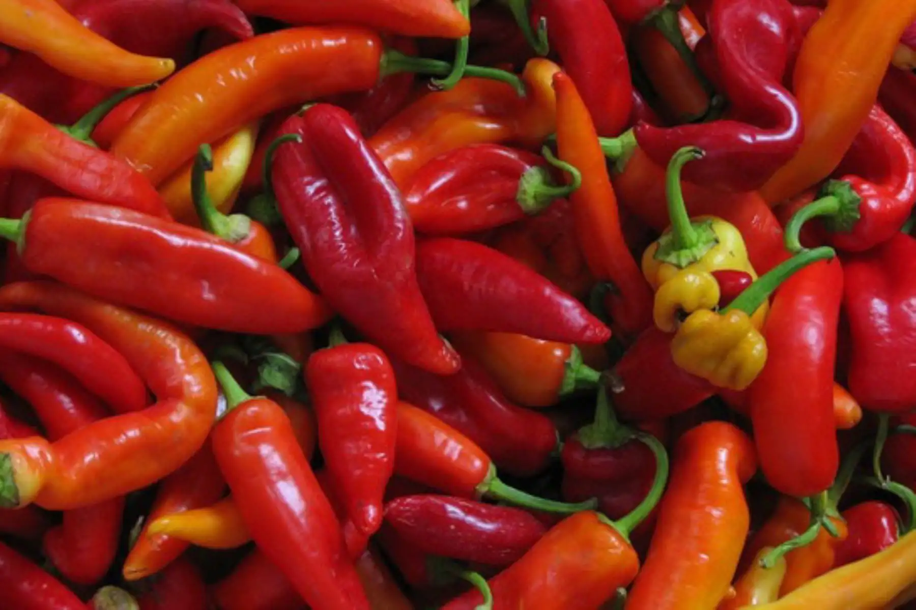 Perú cuenta con más de 350 variedades de ajíes, rocotos y pimientos registradas, cultivados en los 24 departamentos. Foto: Minagri