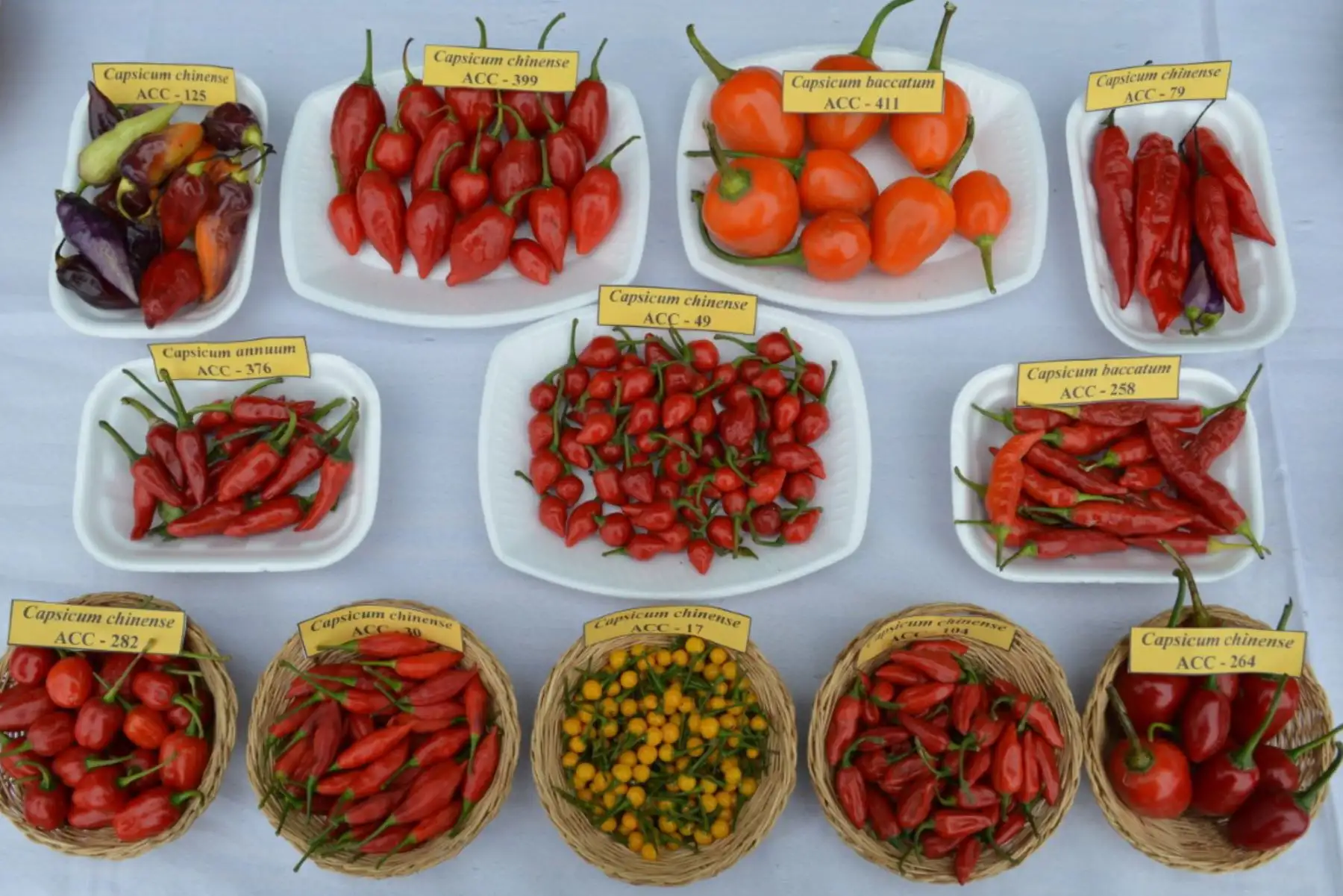 INIA identifica 30 variedades de ajíes para gastronomía y agroindustria