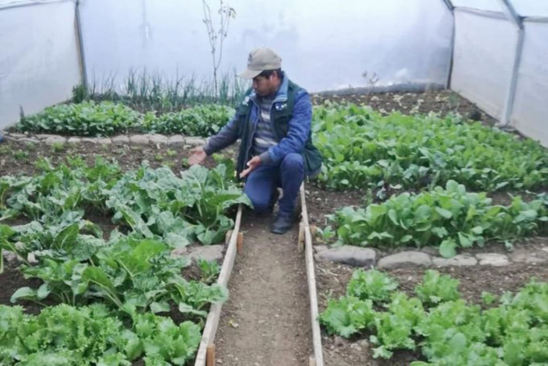 Familias producen hortalizas y otros cultivos gracias a fitoldos instalados por Minagri