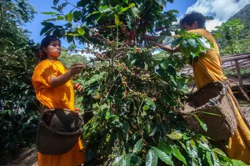 El Servicio Nacional Forestal y de Fauna Silvestre de la mano con la empresa privada y ONG ejecutarán el proyecto Café circular en Perú: Creando valor a través de la cadena.