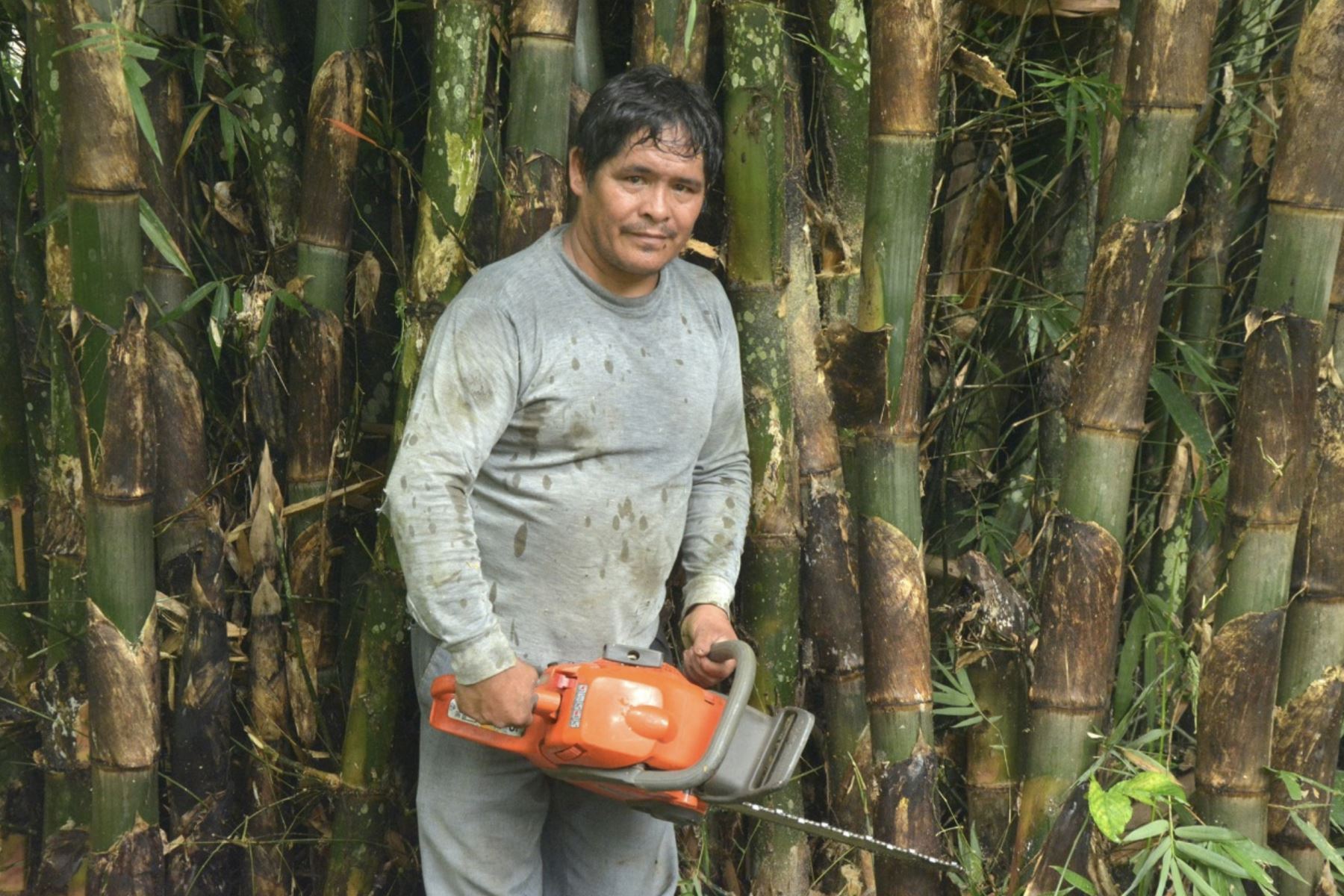 Con el fin de promover el desarrollo del bambú en Perú, Serfor ha organizado la Semana del Bambú, selva central 2019. Foto: ANDINA/Difusión