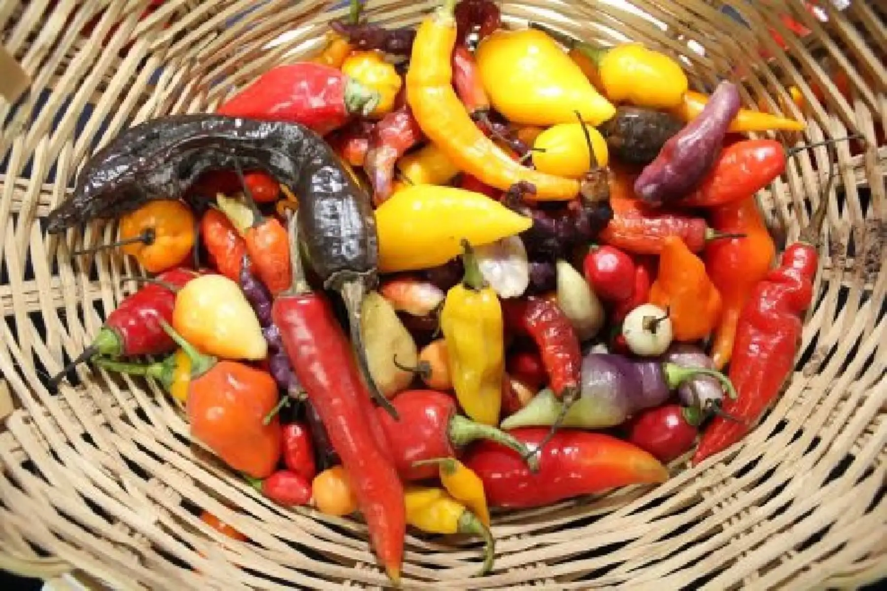 Esaú Hidalgo y Silverio Trejos, son lo sguardianes de los ajíes amazónicos y lideran la asociación de agricultores ecológicos El Pimental de Pucallpa (Ucayali).