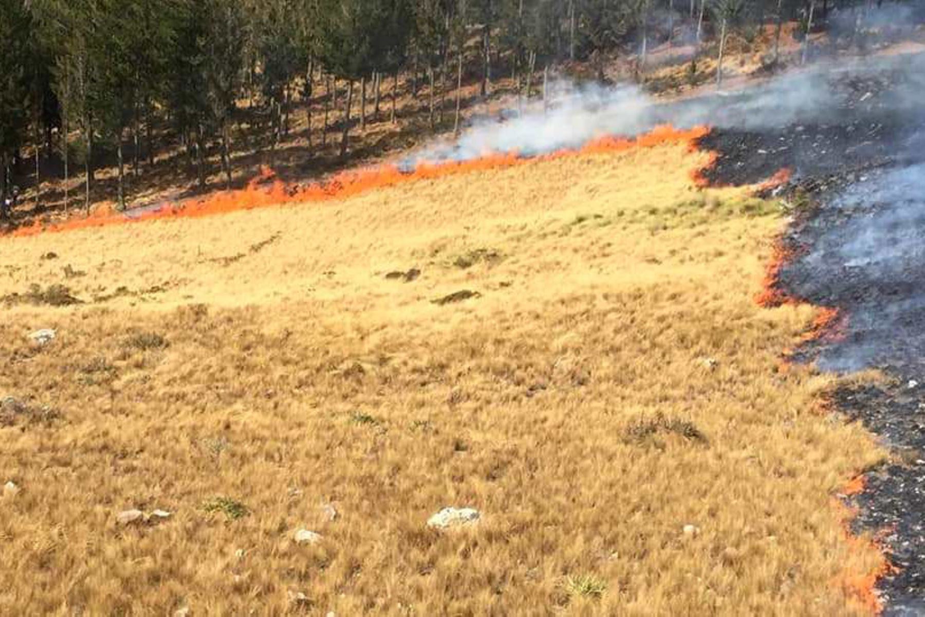 Incendio forestal en la región Cajamarca arrasó más de 150 hectáreas de pastizales y plantaciones de pino, informó el Serfor. Foto: ANDINA/Eduard Lozano