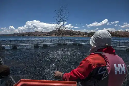Acuicultura sostenible, una oportunidad para las regiones. ANDINA/Difusión