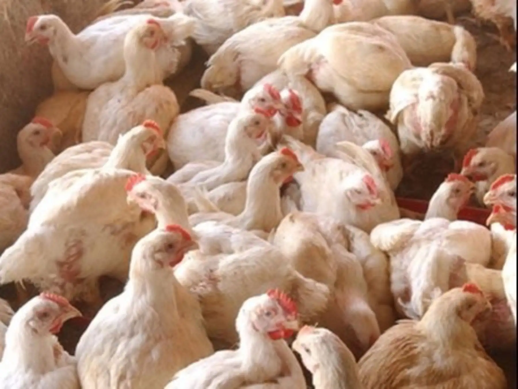 Venta de aves esta garantizada en nuestro país. Foto Andina