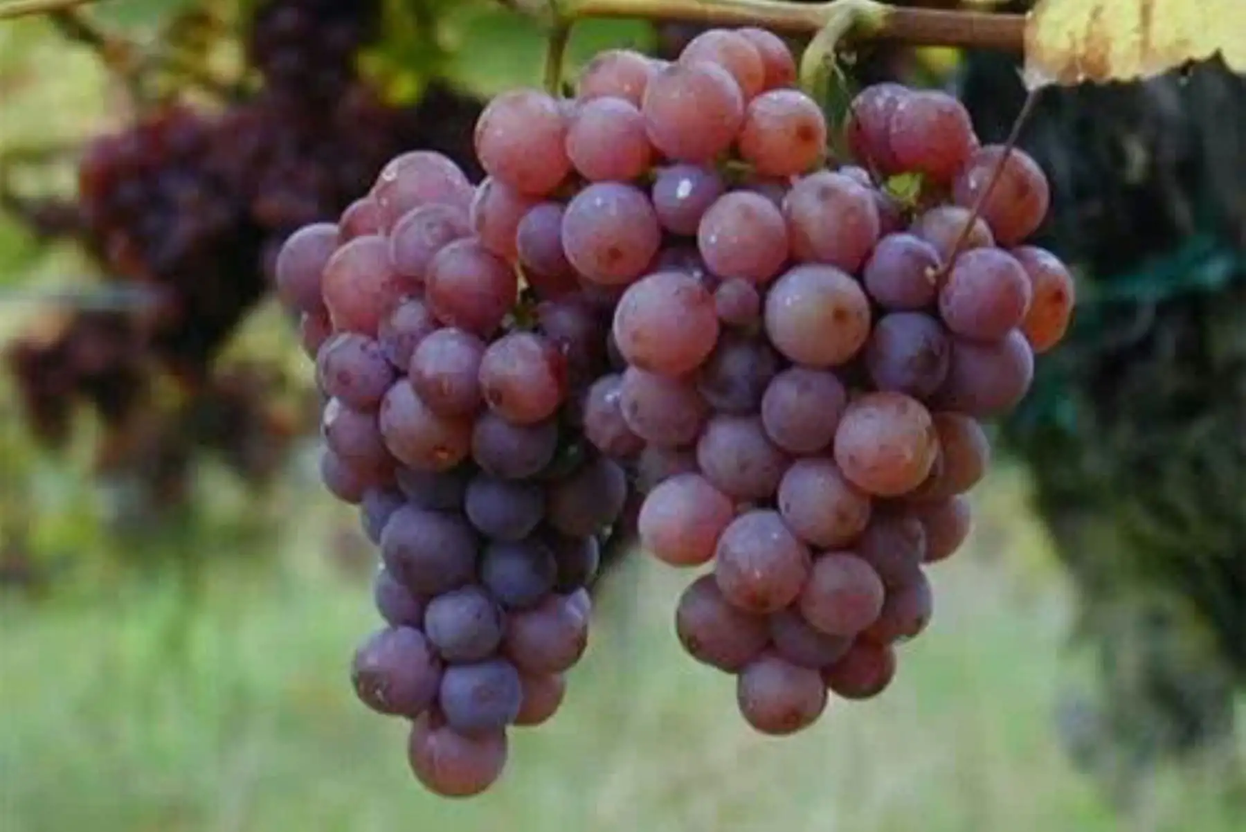 Uva pisquera quebranta es originaria del Perú y resultó del cruce entre las especies listán prieto y mollar cano, ambas provenientes de España.