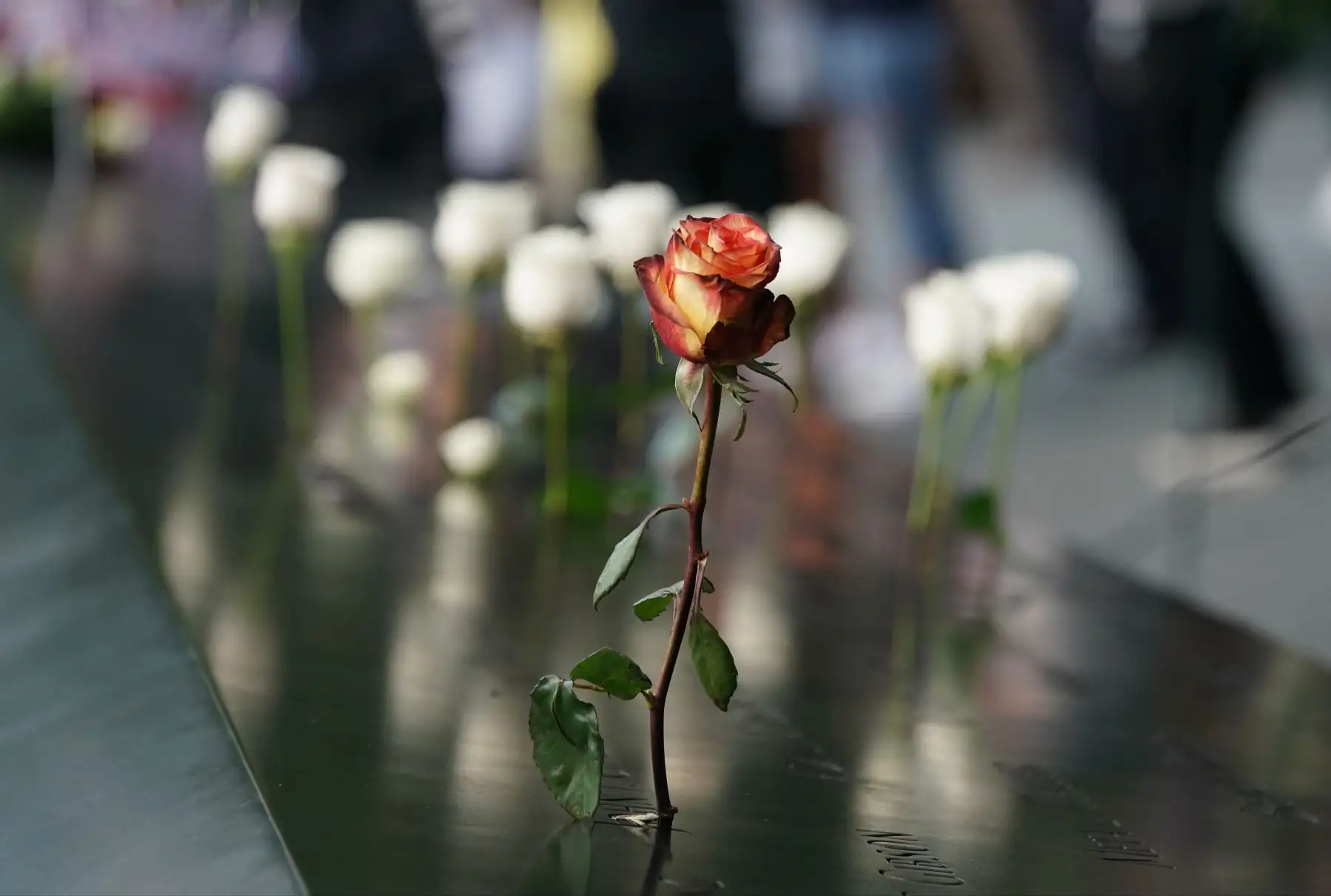 La gente deja flores durante la Ceremonia de Conmemoración del 11 de septiembre en el 9/11 Memorial en el World Trade Center en Nueva York. Foto: AFP