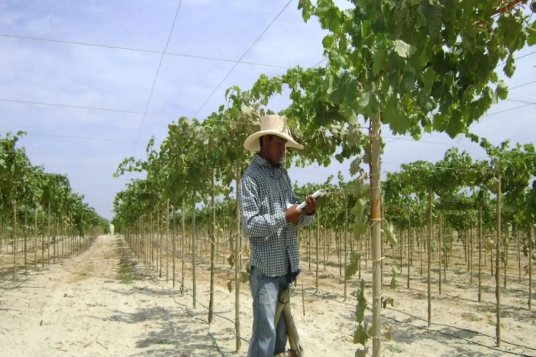 A la fecha, Innóvate Perú dinamiza ecosistemas de innovación y emprendimiento en las regiones de San Martín y La Libertad, informó el Ministerio de la Producción.