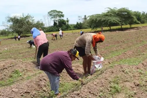 Un grupo de mujeres del distrito de San Hilarión, en San Martín, muestran su mejor gesto solidario y cultivan ají y las ganancias que obtengan la destinarán a la ayuda social. ANDINA/Difusión