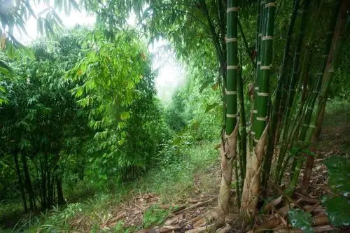El bambú será protagonista de actividades para promocionar su uso en la "Semana del Bambú Selva Central 2019".