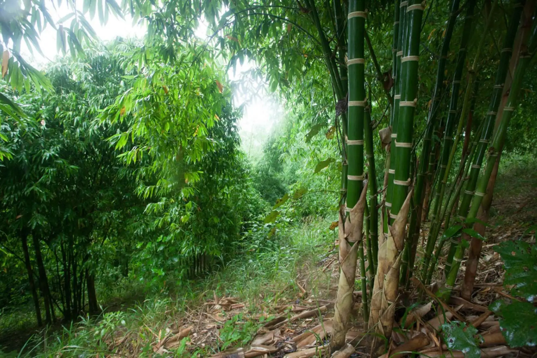 El bambú será protagonista de actividades para promocionar su uso en la "Semana del Bambú Selva Central 2019".
