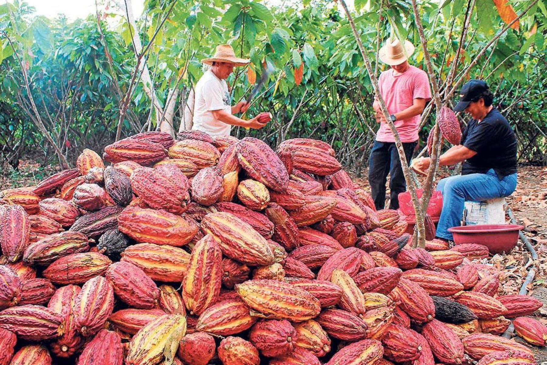 Cacao. Foto: ANDINA/Difusión