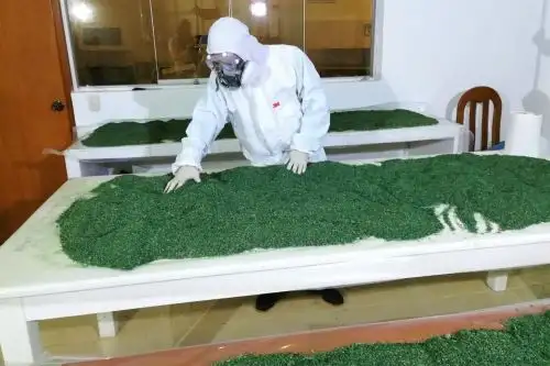 San Martín potenciará su producción de cacao gracias al uso de hongos benéficos. ANDINA/Difusión
