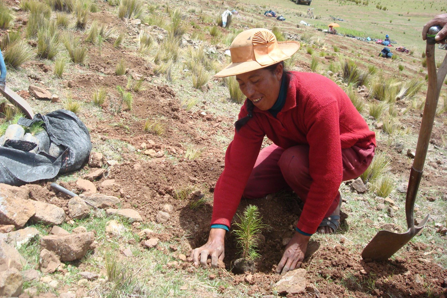 Impulsarán reforestación en distrito de Pucará, en Puno, con cultivo de 44,000 especies forestales.Foto:  ANDINA/Difusión