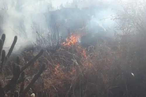 Controlan incendio forestal en el distrito ancashino de Independencia.