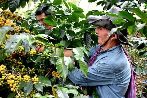 El café orgánico que se produce en la región Amazonas se exporta al mercado de Corea del Sur.