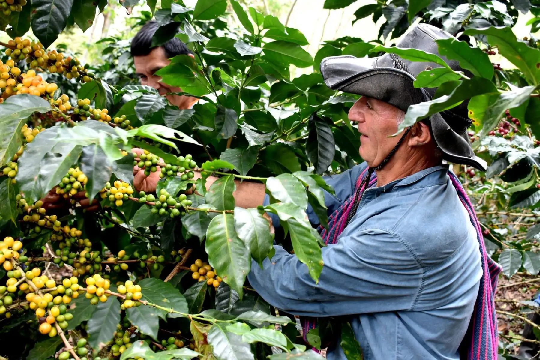 En el Día del café peruano, la Universidad Nacional Toribio Rodríguez de Mendoza destaca las investigaciones que realiza para mejorar la cadena productiva del aromático grano. ANDINA/Difusión