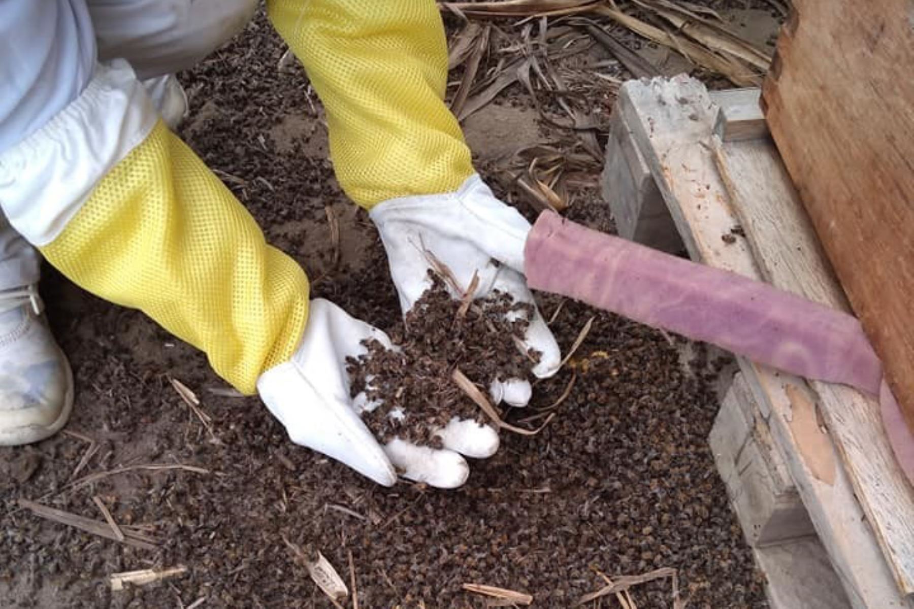 Apicultores de Lambayeque reportan muerte masiva de abejas en campos de cultivo de Virú, en La Libertad. ANDINA/Difusión