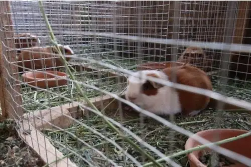 Cuyes criados por pobladores del distrito de Tapay, ubicado en la provincia de Caylloma, región Arequipa, son comercializados en exigentes mercados y reconocidos restaurantes del país.