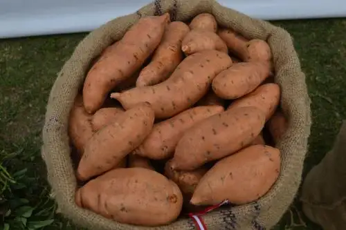 Conoce al camote Bicentenario que incrementará rentabilidad de los agricultores