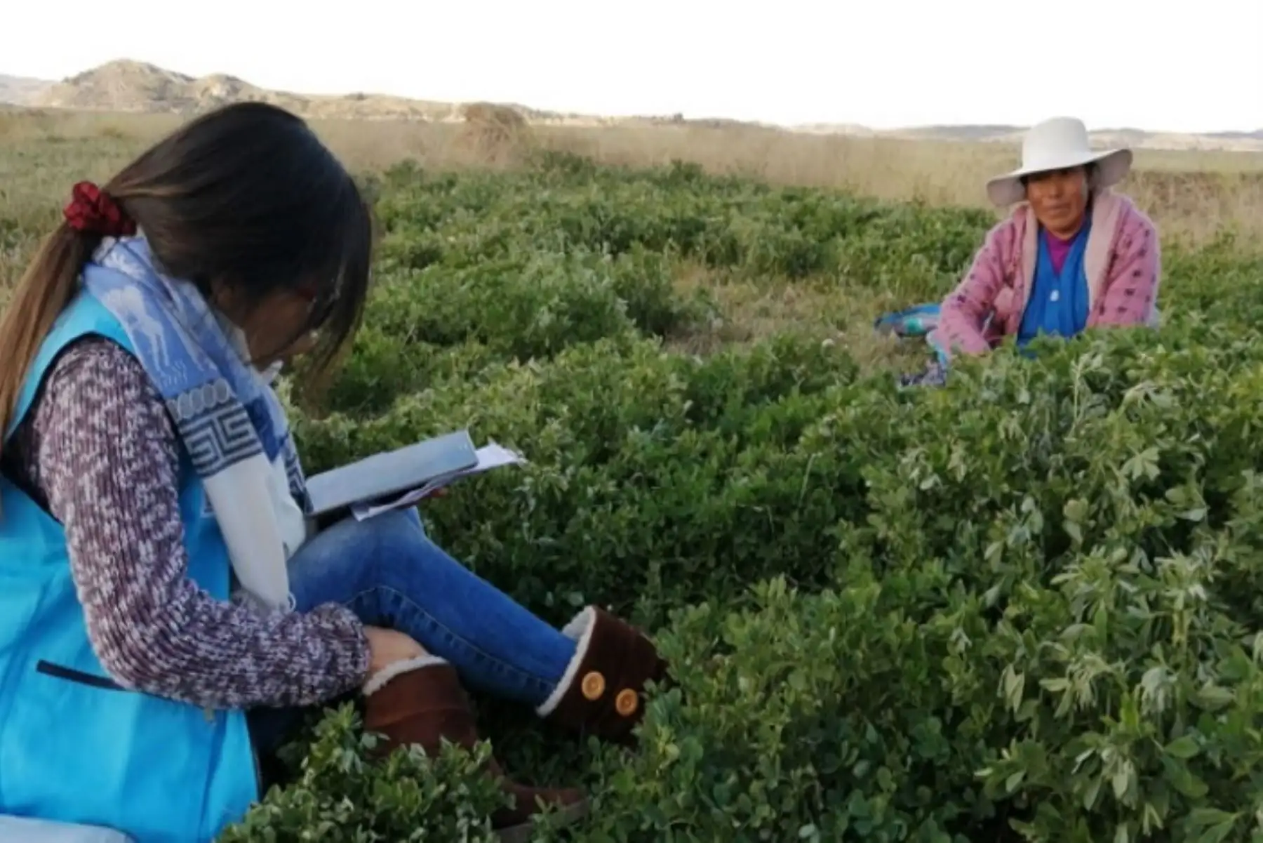 La Comisión Nacional para el Desarrollo y Vida sin Drogas (Devida) ejecuta un estudio a nivel nacional para determinar la demanda de hoja de coca con fines legales, lo cual incluye el consumo tradicional y los usos industriales y farmacológicos.