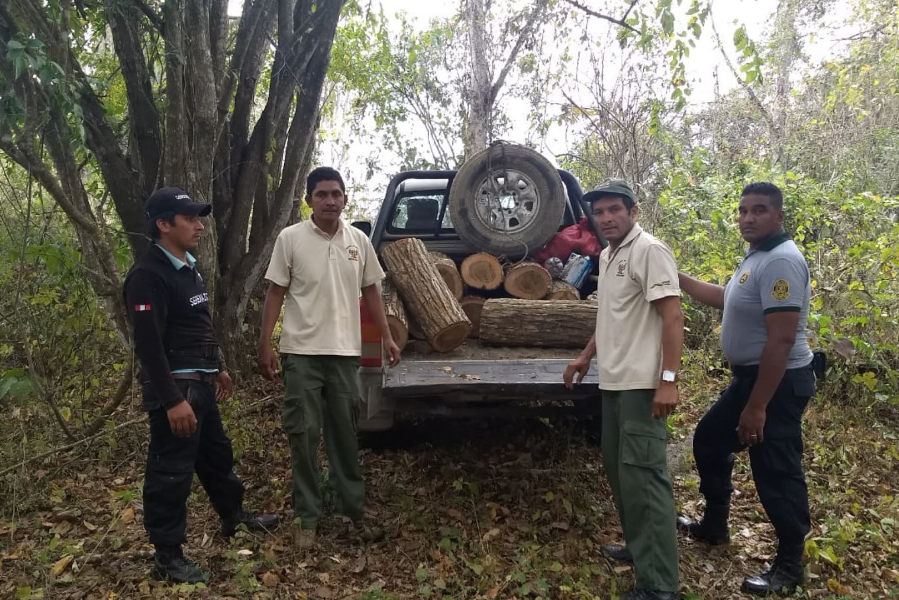 Autoridades detienen tala ilegal en Parque Nacional Cerros de Amotape