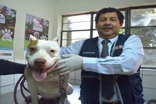 Minsa: más de 55,000 casos de mordedura de perro al año se reportan en Perú. Foto: ANDINA/Difusión.