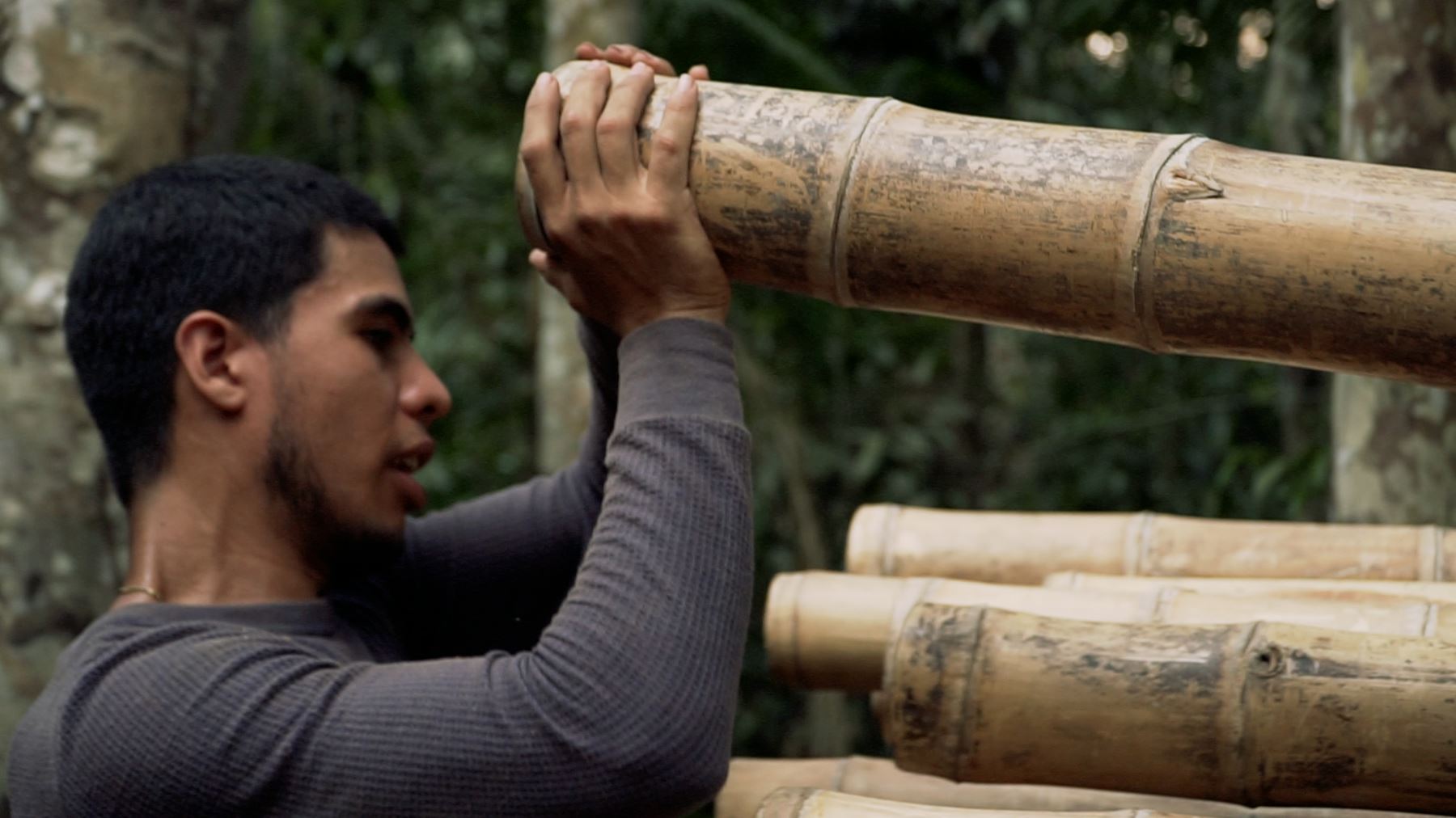 La importancia del bambú y su diversidad de usos sostenibles.