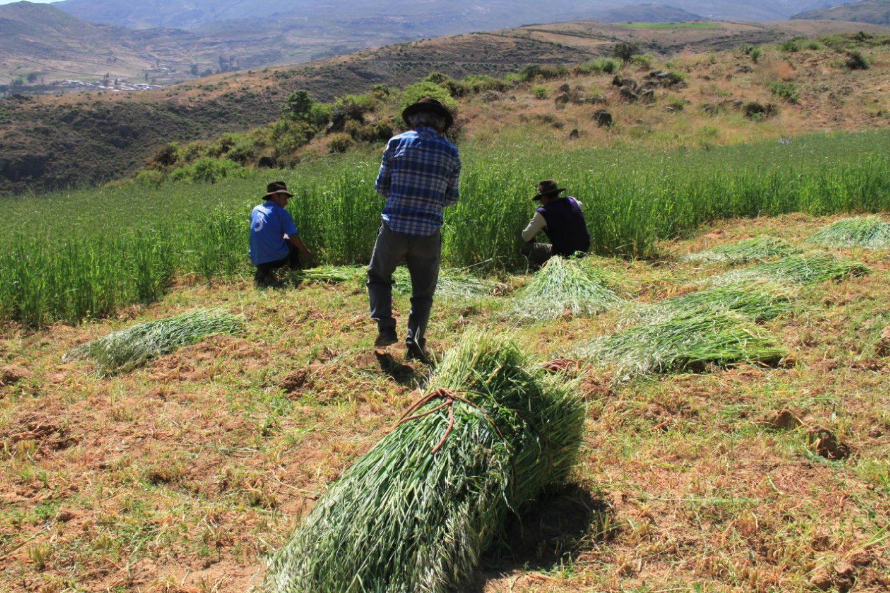 Más de 92,000 productores se benefician con campaña de siembra de pastos. ANDINA/Difusión