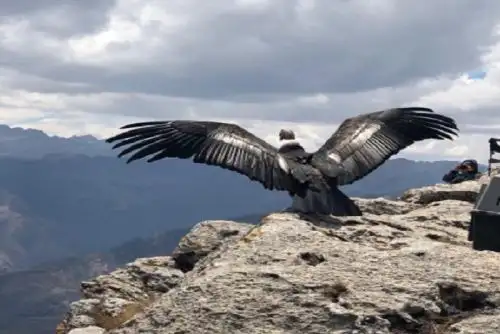 Marcapata Kuntur, un cóndor macho de 9 años y 10 kilos de peso, fue liberado hoy tras recuperarse de sus heridas y permanecer dos años y dos meses bajo el cuidado del Santuario Cochahuasi, un zoológico ubicado en el Cusco, que a la vez es un refugio temporal para animales silvestres.