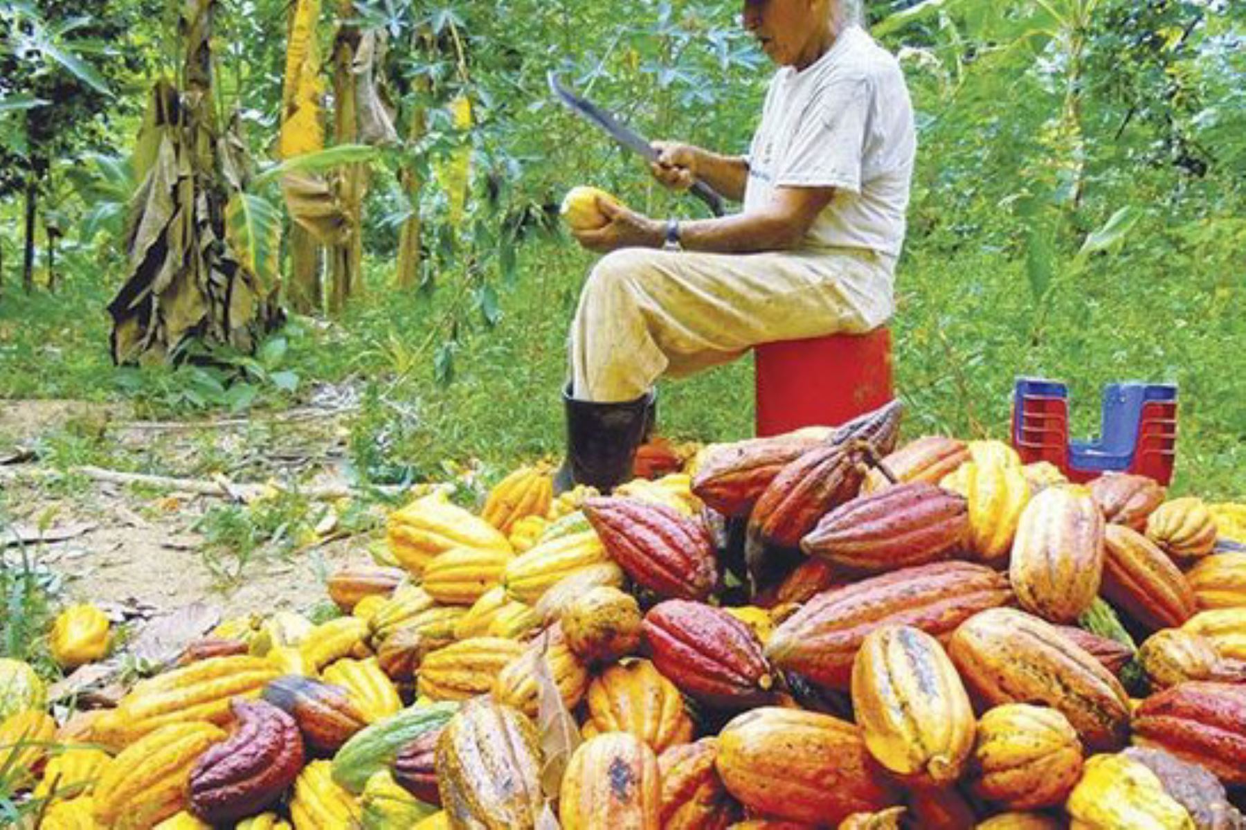 Más de 100,000 familias de 16 departamentos se dedican al cultivo del cacao, por lo que al año se generan 11 millones de jornales. Foto: ANDINA/Difusión
