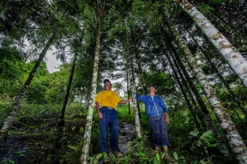 Los países que quieren reducir sus emisiones de carbono transmiten beneficios económicos a aquellos que conservan superficies de selva y realizan prácticas sustentables en bosques con la participación de usuarios de bosques y poblaciones indígenas. ANDINA/Difusión