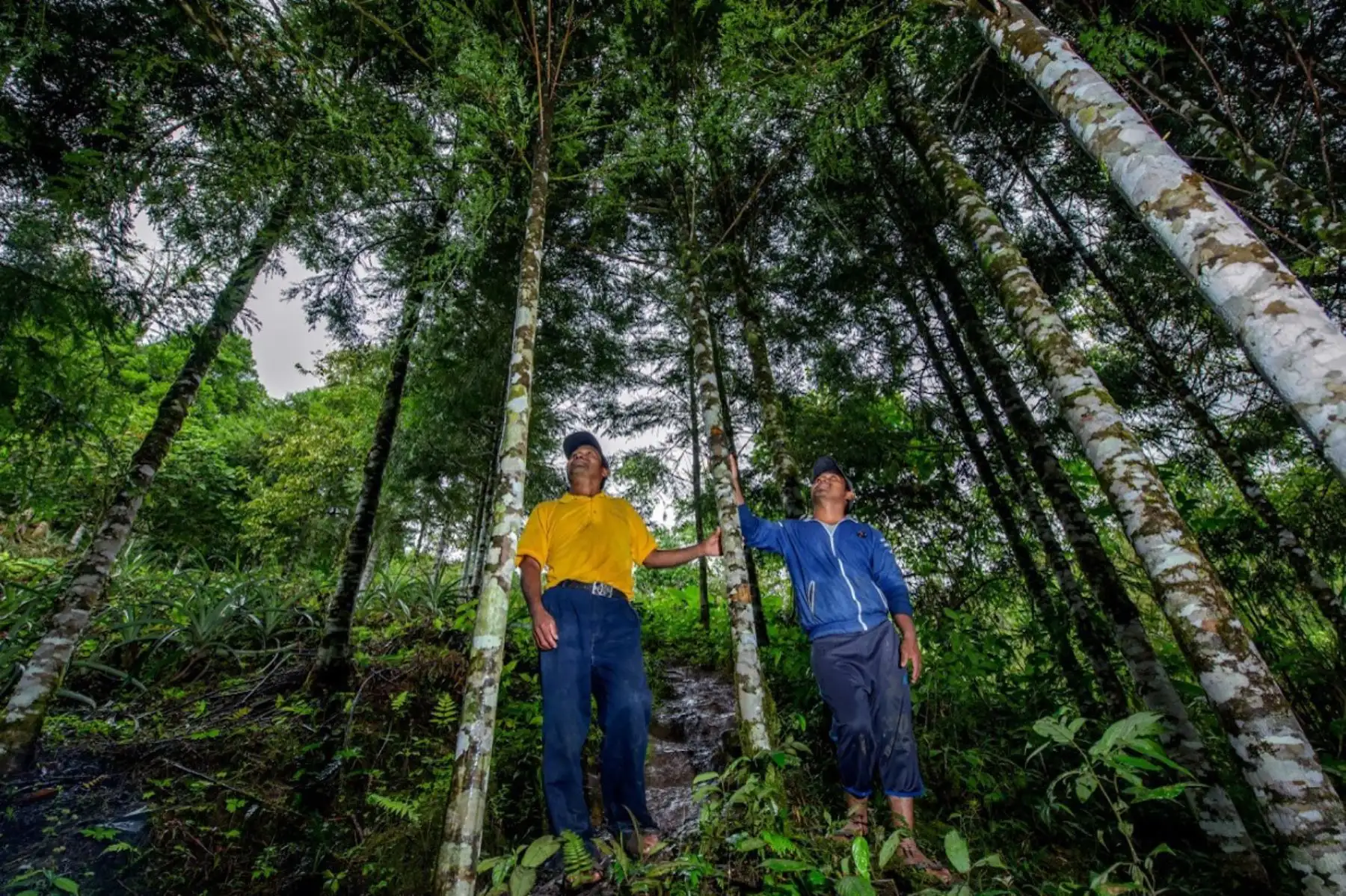 La región Cajamarca celebra la creación de su primera Área de Conservación Regional (ACR) denominada Bosques El Chaupe, Cunía y Chinchiquilla, ubicada en la provincia de San Ignacio. Foto: Michell León/Sernanp