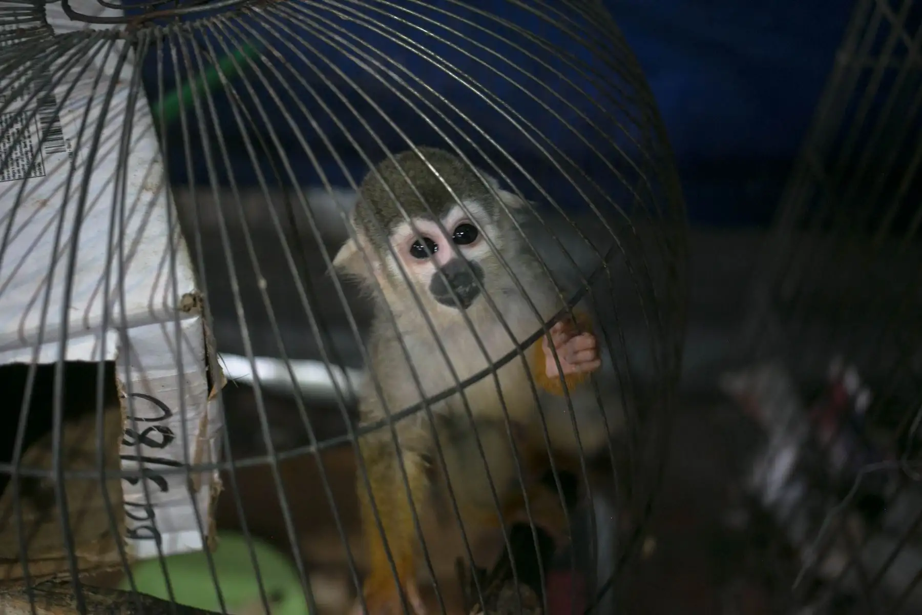 Coronavirus: Serfor advierte del riesgo para la humanidad comerciar con fauna silvestres. ANDINA/Difusión